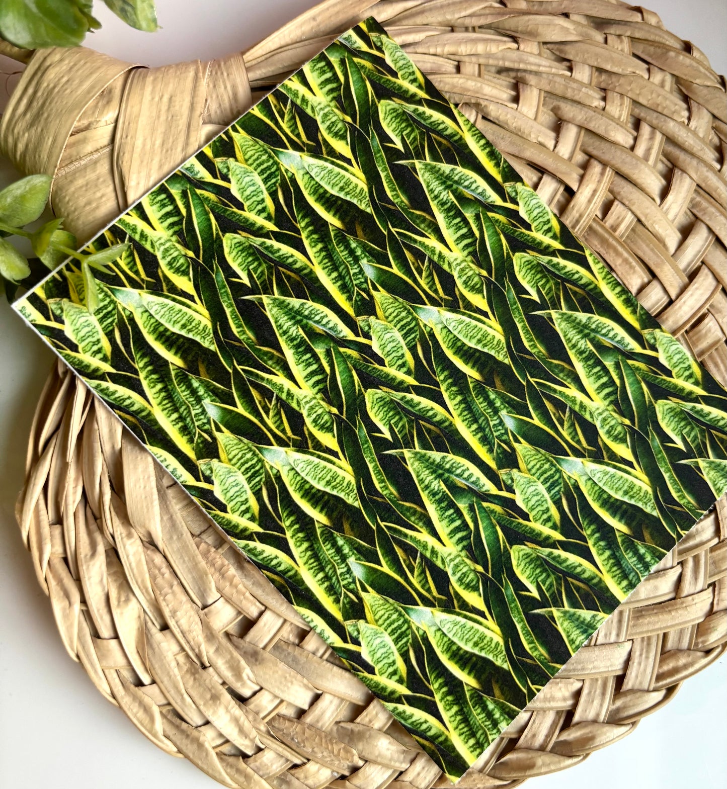 Sansevieria Transfer Paper