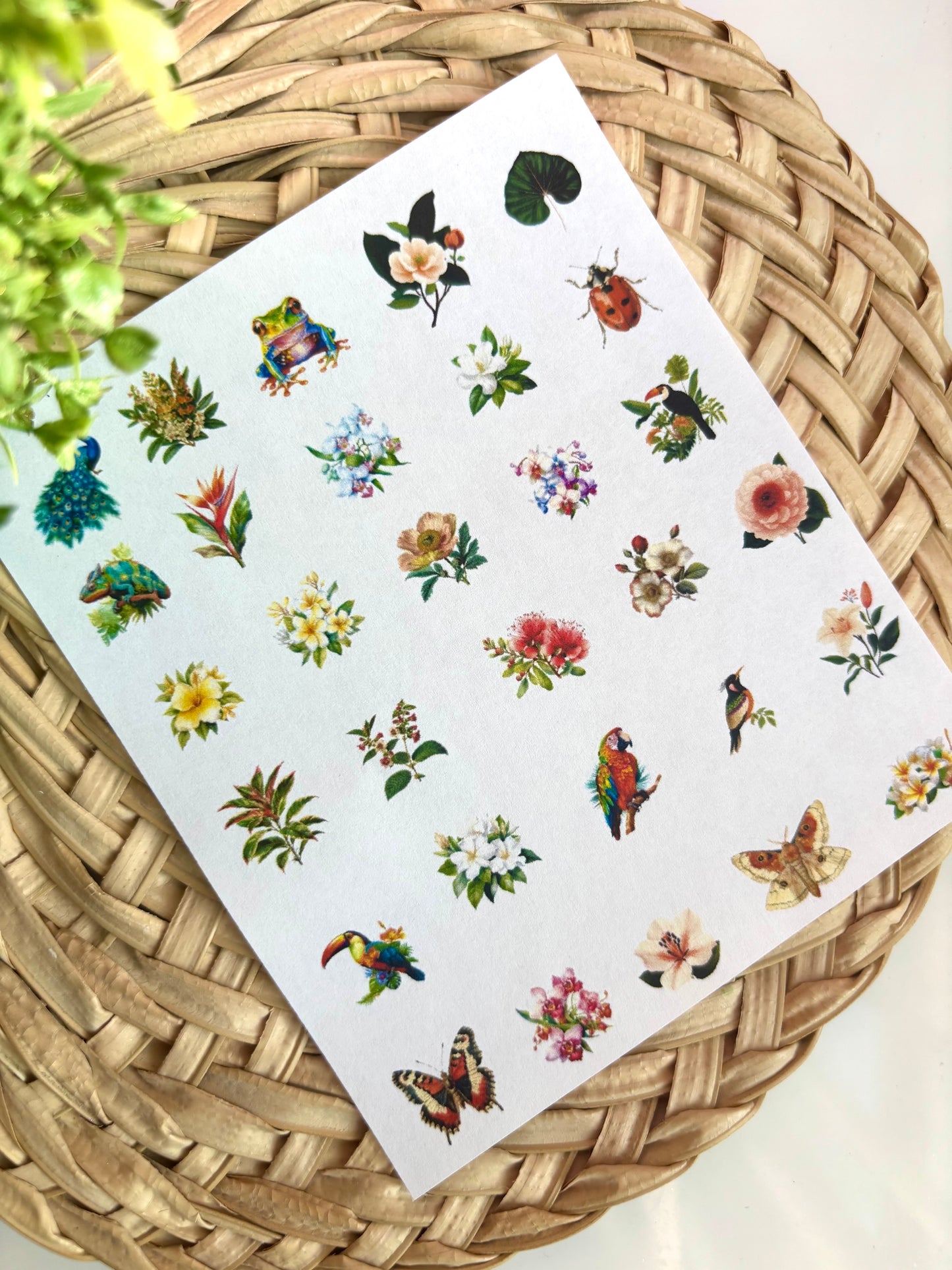 Tropical Charm Transfer Paper