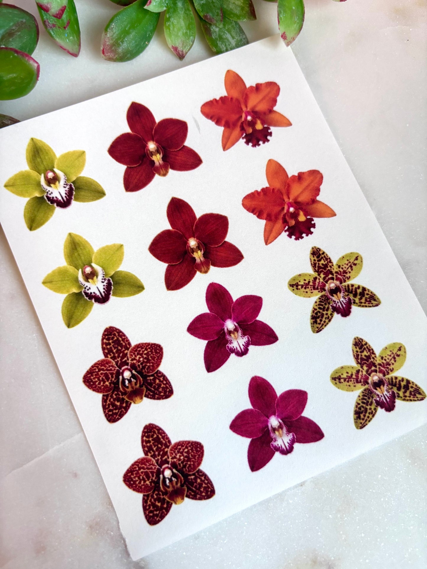 Orchid Transfers & Cutters