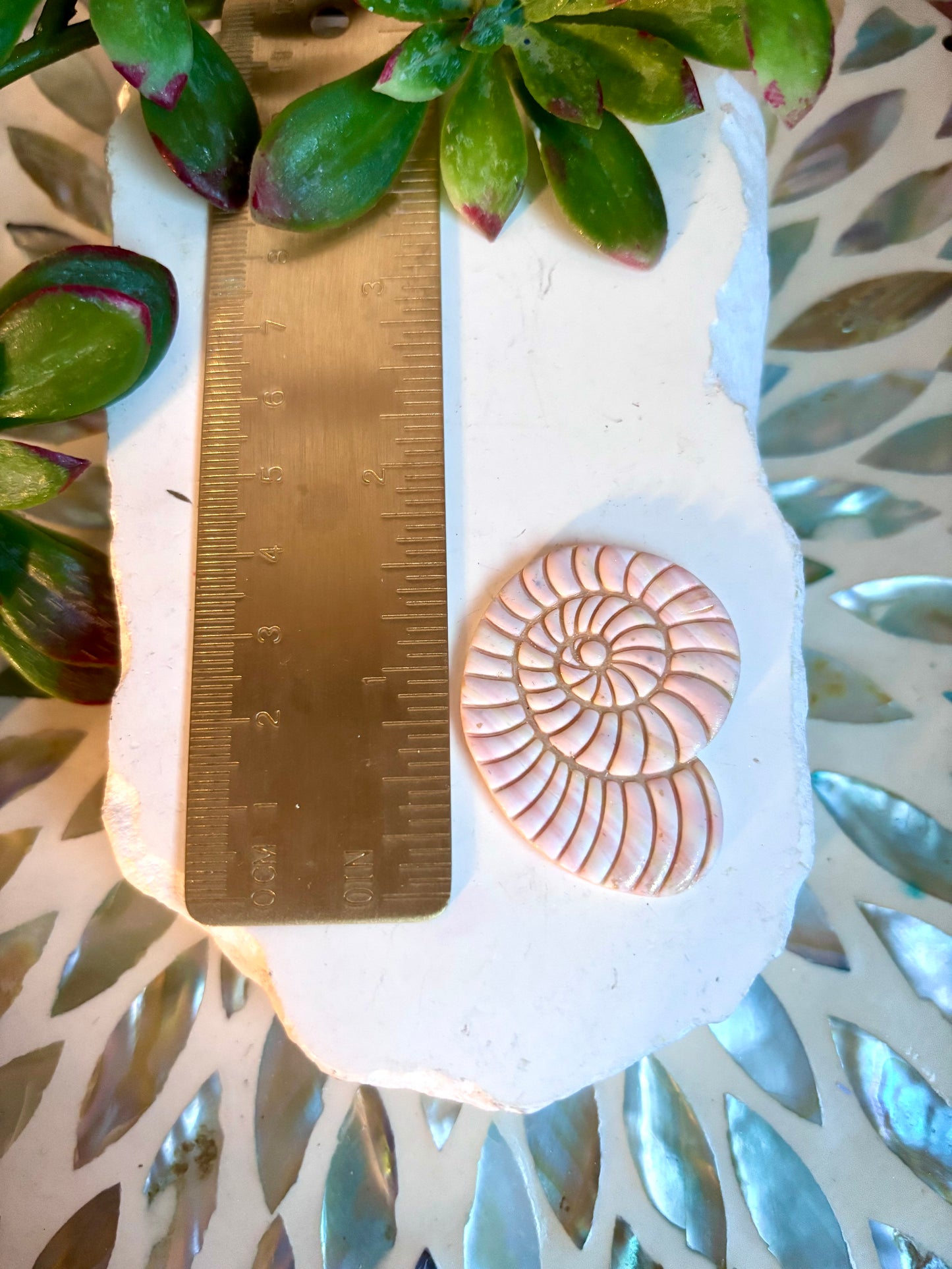 Large Sundial Shell Cutter Set