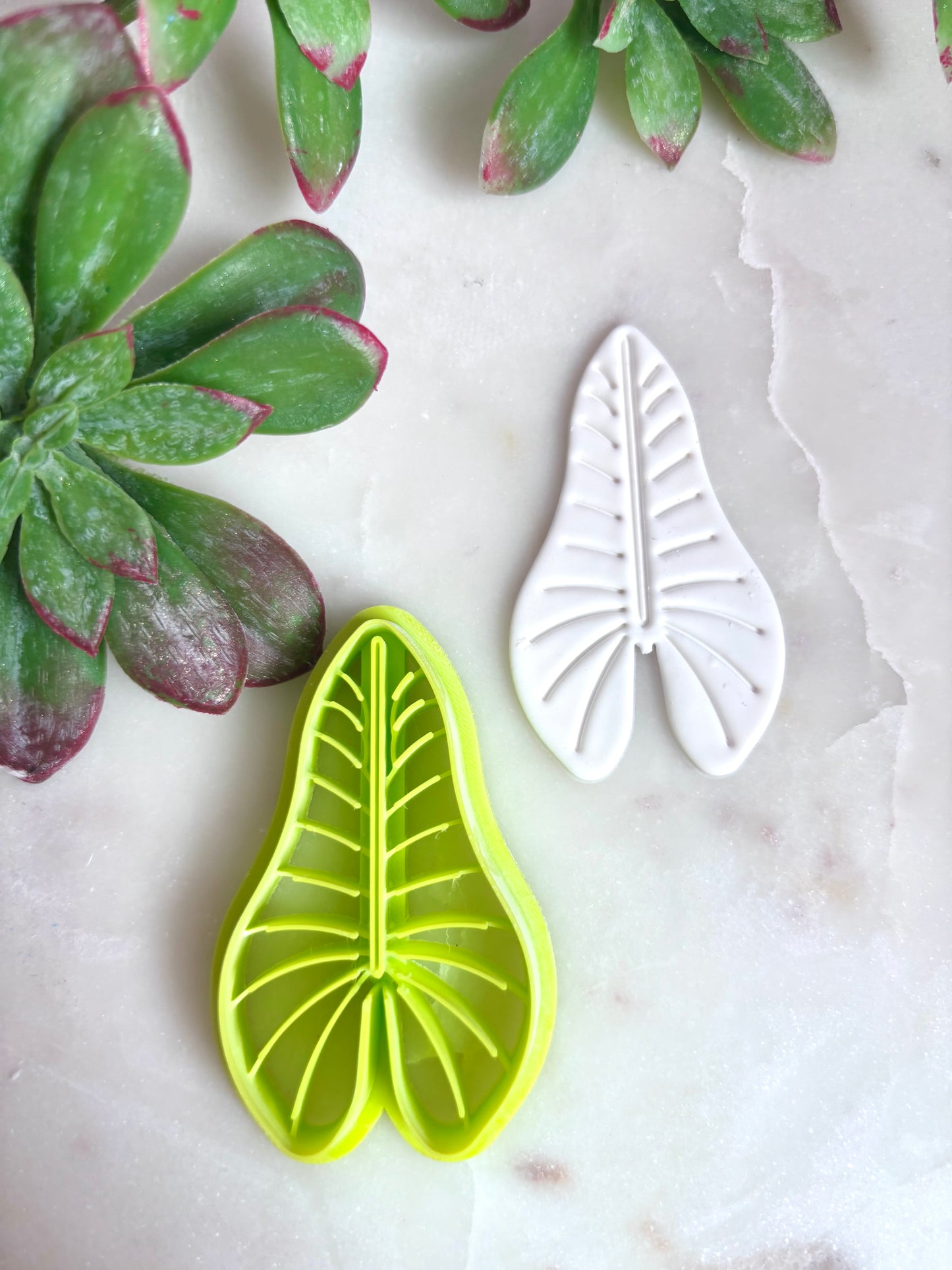 Tropical Large Leaf Cutter