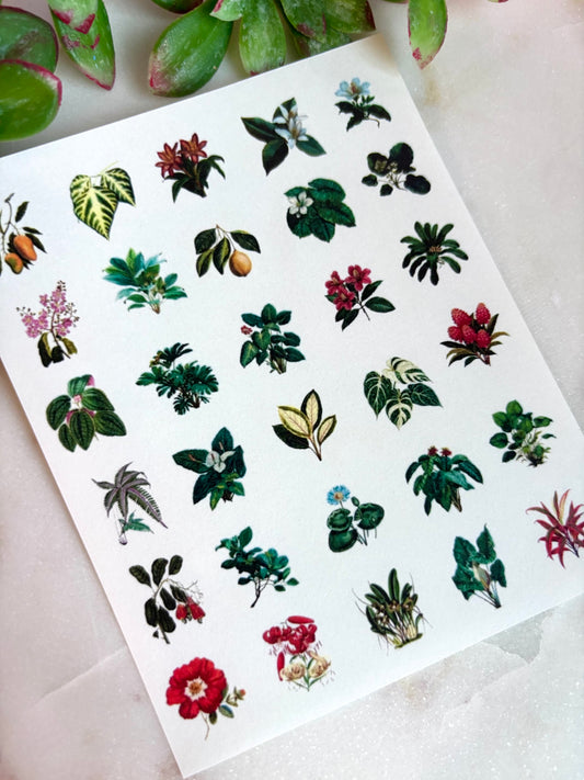 Tropical Plant Charm Transfer Paper